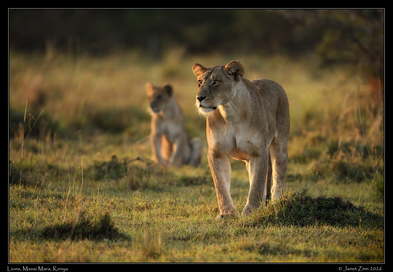 lion_JZ9_0150cfxa