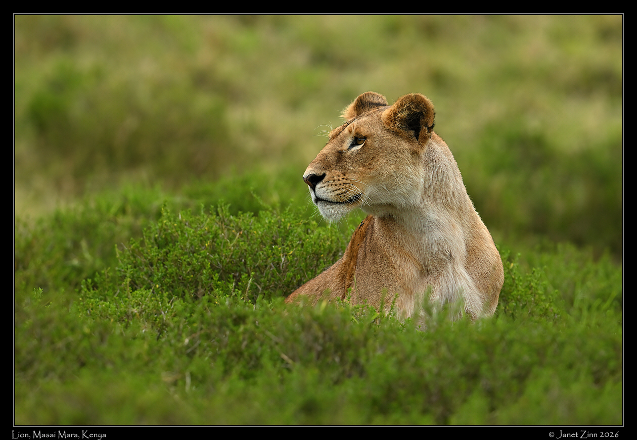 lion_JZ9_2717a