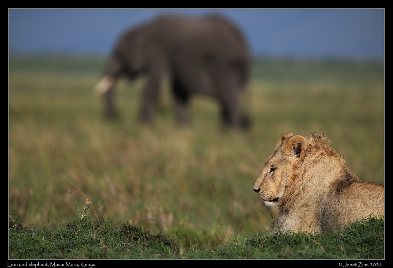 lion_JZ9_3625cfxa