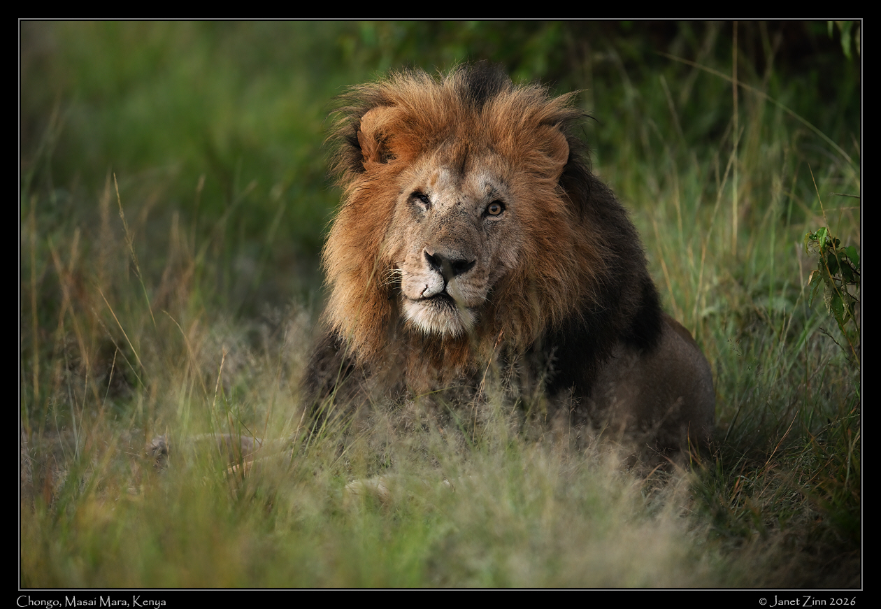 lion_JZ9_6222cfxa