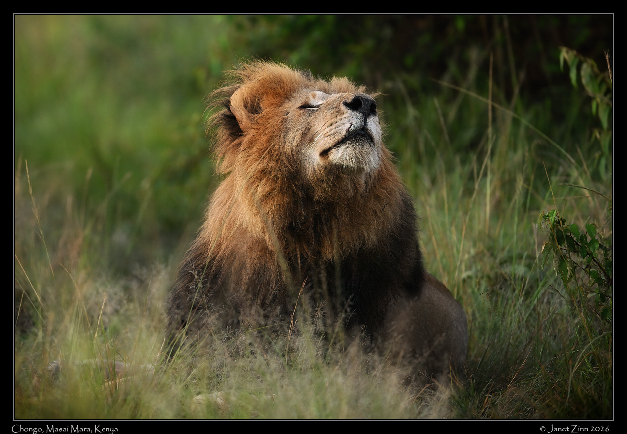 lion_JZ9_6230cfxa