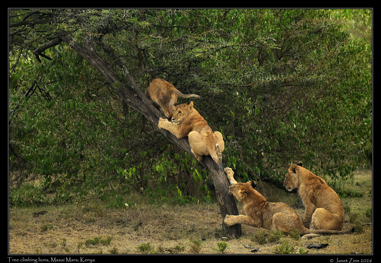 lion_cub_JZ8_3636cfxa