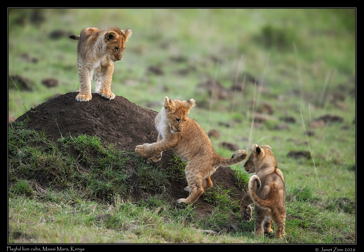 lion_cub_JZ9_3222cfxa