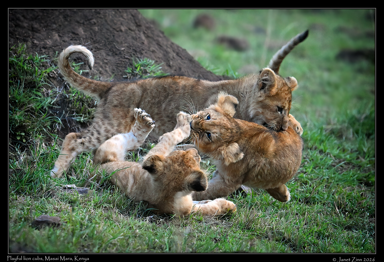 lion_cub_JZ9_3390-studiocfxa