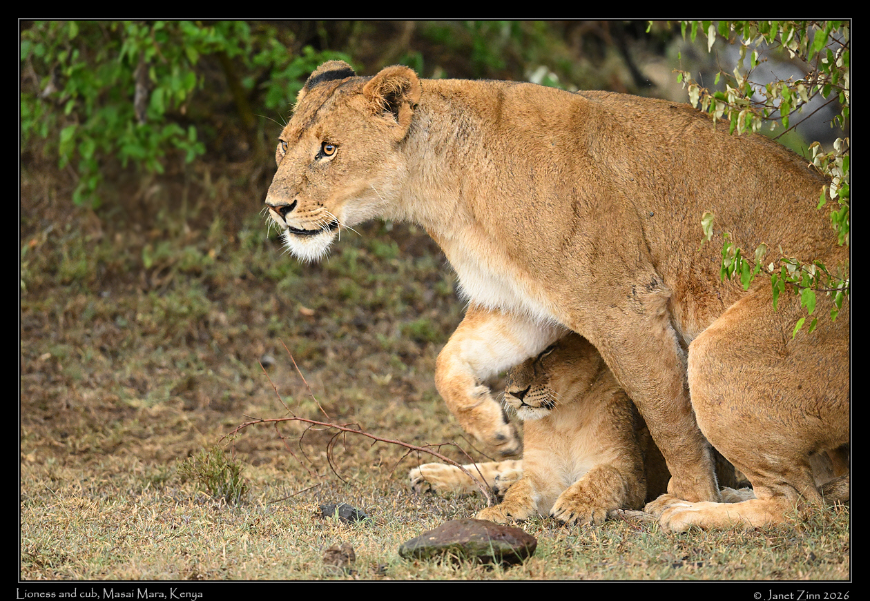 lion_cub_JZ9_8588a