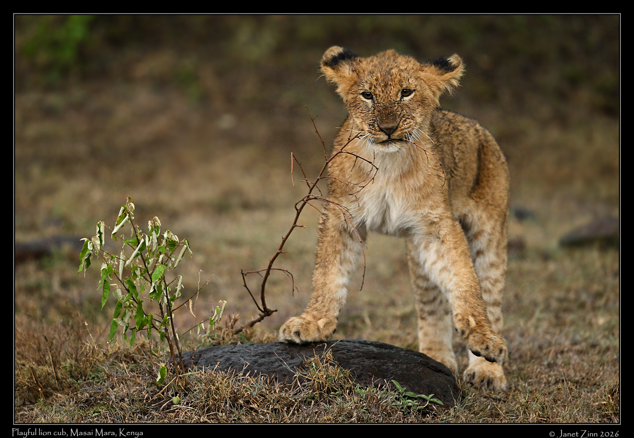 lion_cub_JZ9_8638a