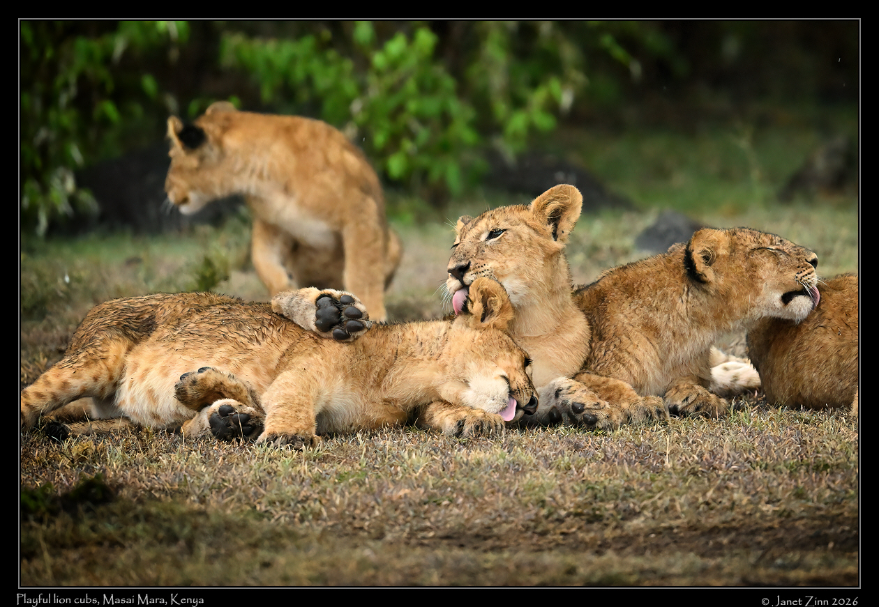 lion_cub_JZ9_8872cfxa