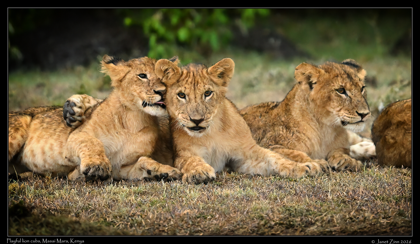 lion_cub_JZ9_8897cfxa