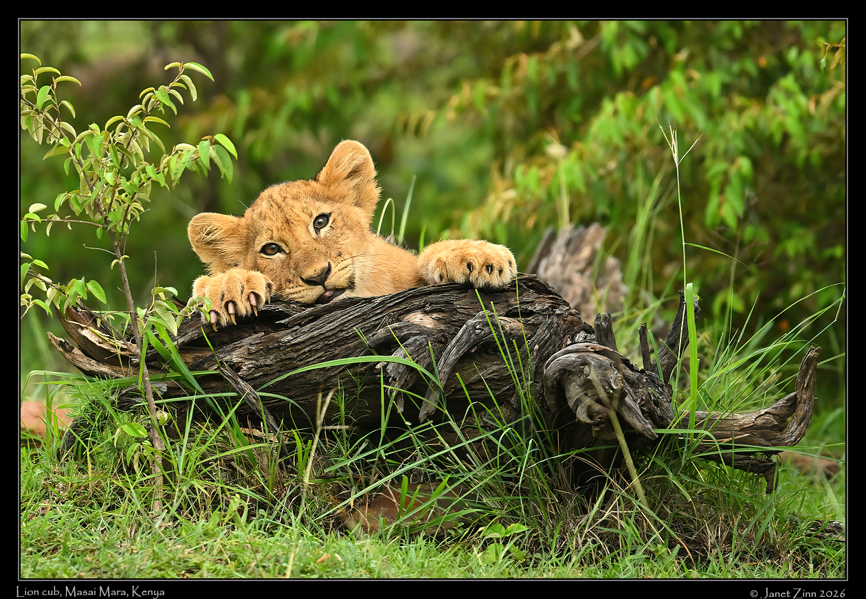 lion_cub_JZ9_9798a