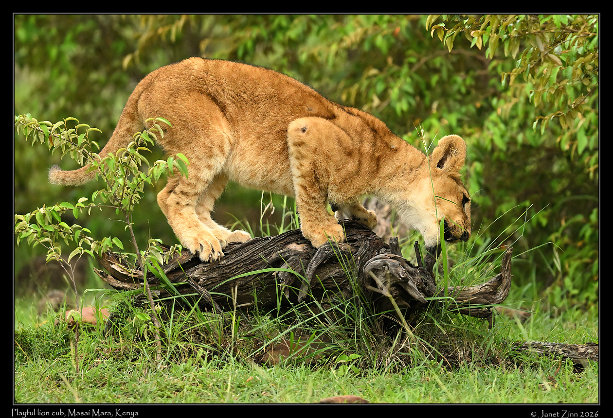 lion_cub_JZ9_9840a