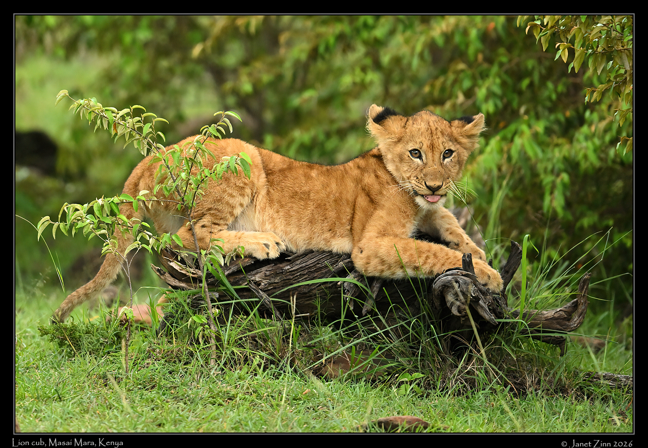 lion_cub_JZ9_9856a