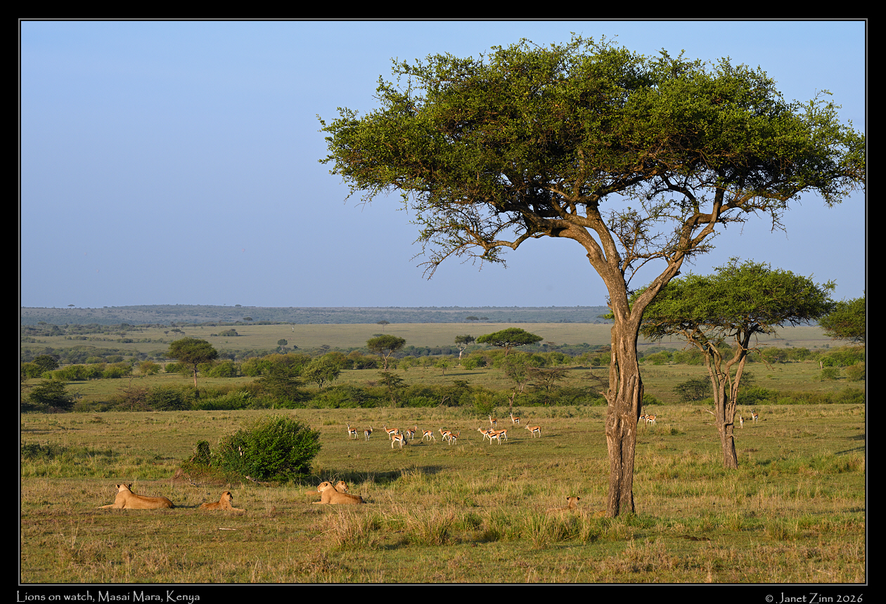 lions_JZ8_4358a