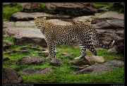  Leopardess Sanquet,  Masai Mara, Kenya   J. Zinn