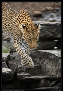  Leopardess Sanquet,  Masai Mara, Kenya   J. Zinn
