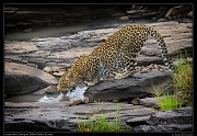  Leopardess Sanquet,  Masai Mara, Kenya   J. Zinn