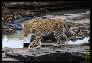  Leopardess Sanquet,  Masai Mara, Kenya   J. Zinn