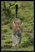  Leopardess Sanquet,  Masai Mara, Kenya   J. Zinn