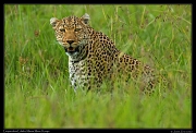  Leopardess Luluka,  Masai Mara, Kenya   J. Zinn