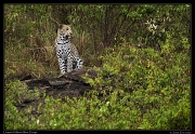  Young male leopard,  Masai Mara, Kenya   J. Zinn