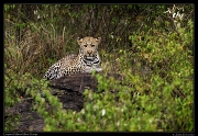  Young male leopard,  Masai Mara, Kenya   J. Zinn