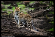  Leopardess Sanquet,  Masai Mara, Kenya   J. Zinn