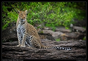  Leopardess Sanquet,  Masai Mara, Kenya   J. Zinn