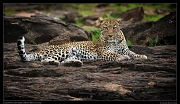  Leopardess Sanquet,  Masai Mara, Kenya   J. Zinn