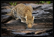  Leopardess Sanquet,  Masai Mara, Kenya   J. Zinn