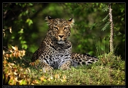  Leopardess Sanquet,  Masai Mara, Kenya   J. Zinn