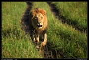  Lion Oloimina,  Masai Mara, Kenya   J. Zinn