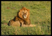  Lion,  Masai Mara, Kenya   J. Zinn