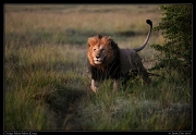  Lion Chongo, Masai Mara, Kenya   J. Zinn