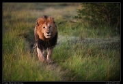  Lion Chongo, Masai Mara, Kenya   J. Zinn