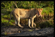  Lioness, Masai Mara, Kenya   J. Zinn