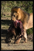  Lion Limpy with warthog kill, Masai Mara, Kenya   J. Zinn