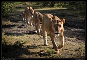  Lions on the march, Masai Mara, Kenya   J. Zinn