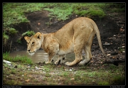  Lioness, Masai Mara, Kenya   J. Zinn