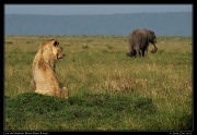  Lion and elephant, Masai Mara, Kenya   J. Zinn