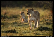  Lions, Masai Mara, Kenya   J. Zinn