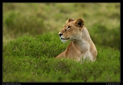  Lion, Masai Mara, Kenya   J. Zinn