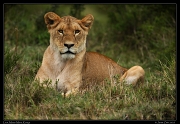  Lion, Masai Mara, Kenya   J. Zinn