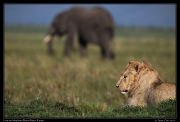  Lion and elephant, Masai Mara, Kenya   J. Zinn