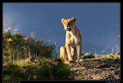  Lion, Masai Mara, Kenya   J. Zinn