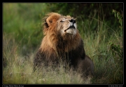  Lion Chongo, Masai Mara, Kenya   J. Zinn