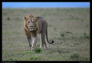  Young male lion, Masai Mara, Kenya   J. Zinn