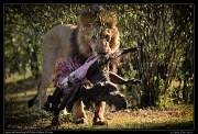  Lion Limpy with warthog kill, Masai Mara, Kenya   J. Zinn