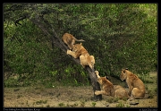  Tree climbing lions, Masai Mara, Kenya   J. Zinn