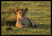  Lion cub, Masai Mara, Kenya   J. Zinn