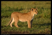  Lion cub, Masai Mara, Kenya   J. Zinn
