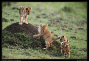  Lion cubs, Masai Mara, Kenya   J. Zinn